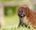 Red-bellied Lemur (Eulemur rubriventer) Royalty Free Stock Photo