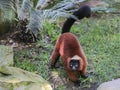 Red-bellied Lemur (Eulemur rubriventer) Royalty Free Stock Photo