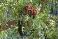 Red-bellied Lemur (Eulemur rubriventer) Royalty Free Stock Photo