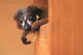 Red-bellied lemur