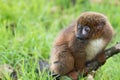 A Red Bellied Lemur sitting alone.