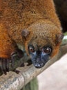 Red bellied lemur