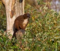 Red-bellied Lemur in a tree