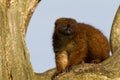 Red-bellied Lemur in a tree