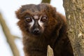 Red-bellied lemur & x28;Eulemur rubriventer& x29;