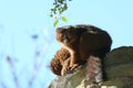 Red-bellied lemurs Royalty Free Stock Photo