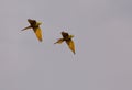 Red-bellied Macaw in flight