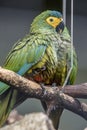 The red-bellied macaw