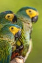 Red-bellied Macaw - Orthopsittaca manilatus
