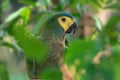 Red-bellied Macaw parrot