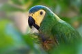 Red-bellied Macaw parrot