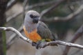 Red-bellied parrot Poicephalus rufiventris