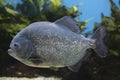 Red-bellied piranha