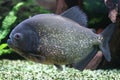 Red bellied piranha