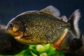 Red-bellied piranha adult, dangerous wild ornamental fish species with sharp teeths from South America blackwater rivers