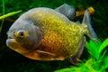 Red bellied piranha in close up, a colorful glittering tropical fish in the colors gold, orange and red