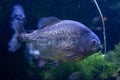 Red Bellied Piranha close up dangerous fish swimming in water