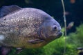 Red Bellied Piranha close up dangerous fish swimming in water Royalty Free Stock Photo