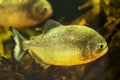 Red-bellied piranha close up, portrait photo