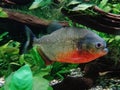Red bellied Piranha Royalty Free Stock Photo