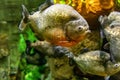 The red-bellied piranha is one of the most famous fish due to its dangerousness, since it has powerful jaws that can devour. Royalty Free Stock Photo