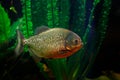 Red-bellied piranha, Pygocentrus altus, danger fish in the water with green water vegetation. Floating predatory animal in nature