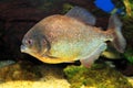 Red-bellied piranha