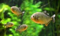 Red-bellied piranha Pygocentrus nattereri, freshwater fish.