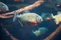 Red bellied piranha, Pygocentrus nattereri