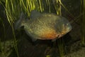 Red-bellied piranha, red pirahna Pygocentrus nattereri. Royalty Free Stock Photo