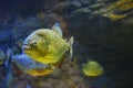 Red-bellied piranha staring at you