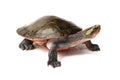 red bellied short necked turtle tortoise emydura subglobosa turtle Royalty Free Stock Photo