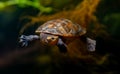 Red-bellied short-necked turtle swimming Royalty Free Stock Photo