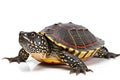 Red-bellied slider (Trachemys scripta elegans) isolated on white background