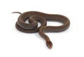 Redbelly Snake