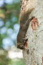 Red-bellied squirrel scratching off a tree trunk Royalty Free Stock Photo