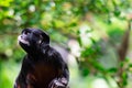 A red-bellied tamarin or white lipped tamarin Saguinus labiatus Royalty Free Stock Photo