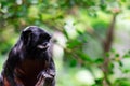 A red-bellied tamarin or white lipped tamarin Saguinus labiatus Royalty Free Stock Photo