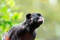 A red-bellied tamarin or white lipped tamarin Saguinus labiatus Royalty Free Stock Photo