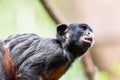 A red-bellied tamarin or white lipped tamarin Saguinus labiatus Royalty Free Stock Photo