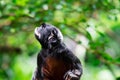 A red-bellied tamarin or white lipped tamarin Saguinus labiatus Royalty Free Stock Photo