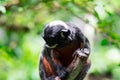 A red-bellied tamarin or white lipped tamarin Saguinus labiatus Royalty Free Stock Photo