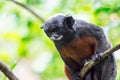 A red-bellied tamarin or white lipped tamarin Saguinus labiatus Royalty Free Stock Photo