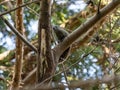 Red bellied tree squirrel in a Japanese tree Royalty Free Stock Photo