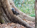 A red bellied tree squirrel on tree trunk 2 Royalty Free Stock Photo