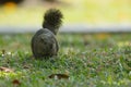 Red-bellied tree squirrel Royalty Free Stock Photo