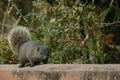 Red-bellied tree squirrel