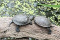 Red-bellied turtle in a pond