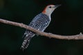 Red bellied wood pecker on branch