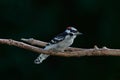 Downy wood pecker perching